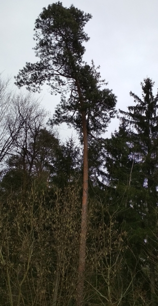 Podiranje dreves Maribor cena