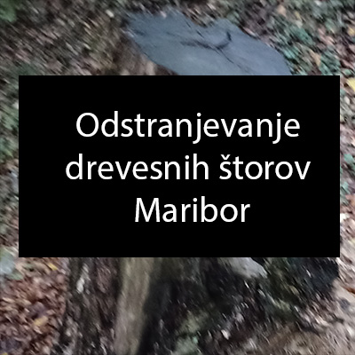 Odstranjevanje drevesnih štorov Maribor