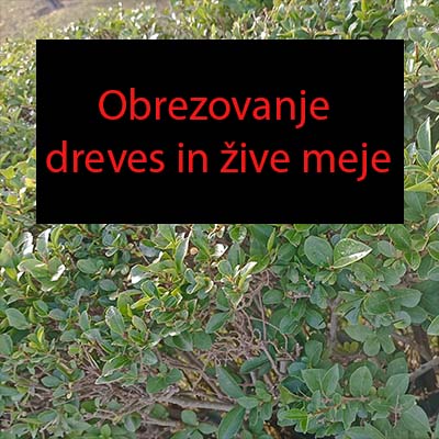 Obrezovanje dreves in žive meje