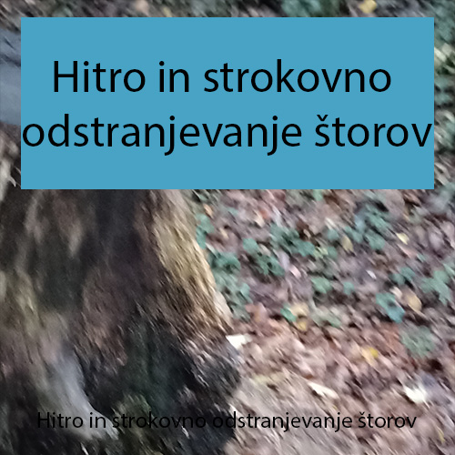 Hitro in strokovno odstranjevanje štorov