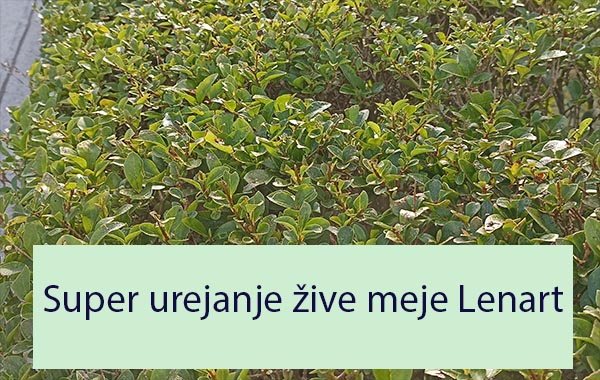 Super urejanje žive meje Lenart Super urejanje žive meje Lenart