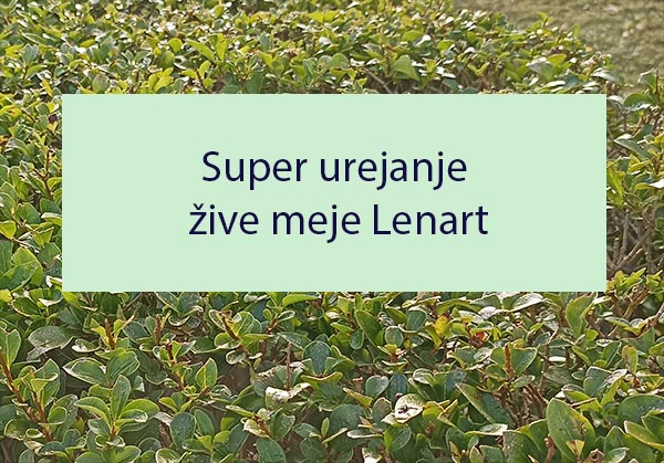 Super urejanje žive meje Lenart Super urejanje žive meje Lenart