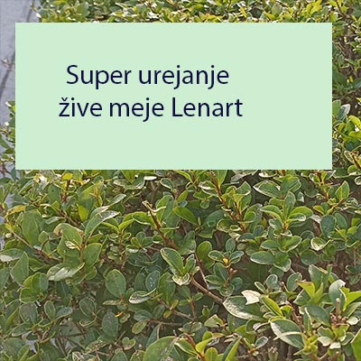 Super urejanje žive meje Lenart